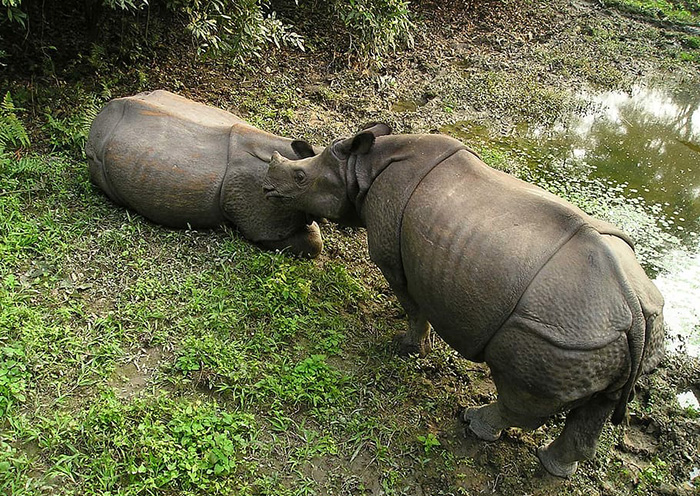 奇旺 Chitwan