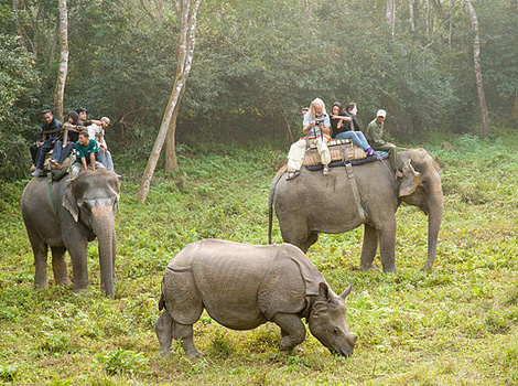 奇旺国家森林公园 Royal Chitwan National Park