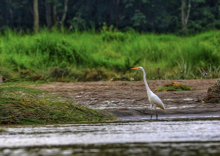 在尼泊爾奇特旺國家公園觀鳥