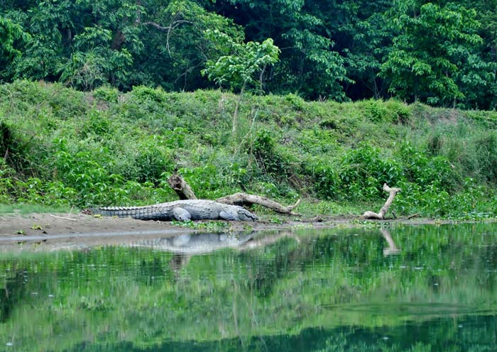 鱷魚,奇特旺國家公園